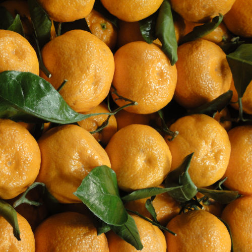 A grid of oranges