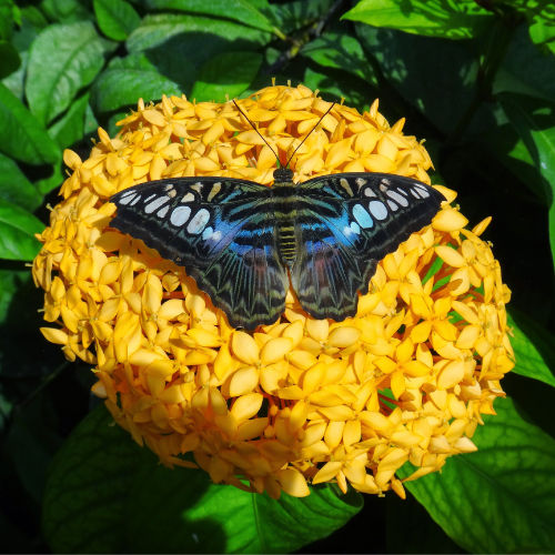 A black, blue, and white butterfly on a yellow flower